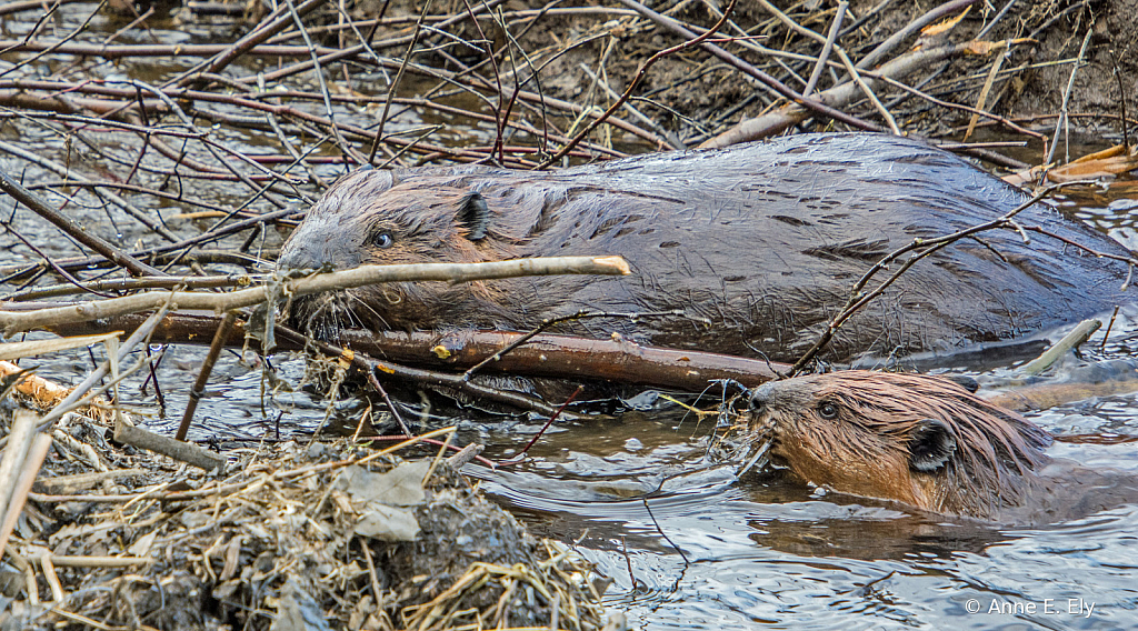 Beavers working on dam - ID: 15885108 © Anne E. Ely