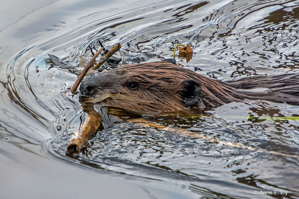 Beaver bringing material for dam - ID: 15885109 © Anne E. Ely