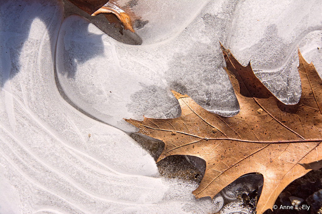 Oak leaf in ice - ID: 15885110 © Anne E. Ely