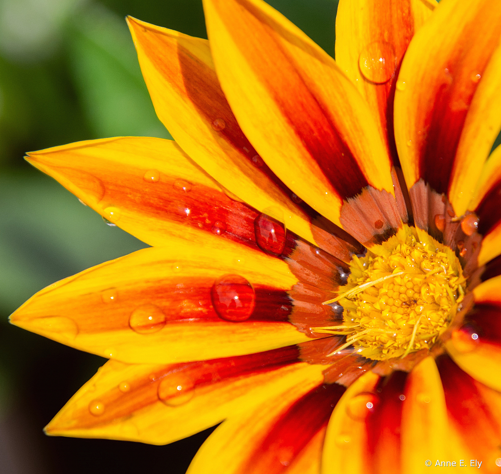 Gazania with rain drops - ID: 15885113 © Anne E. Ely