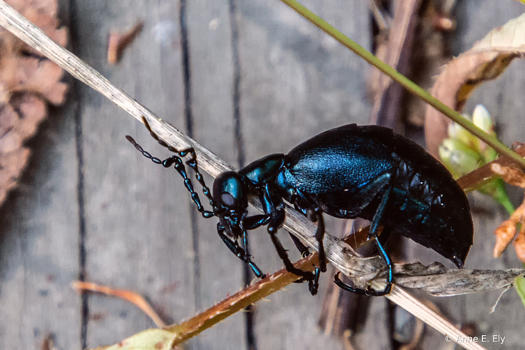 Oil beetle - ID: 15885115 © Anne E. Ely
