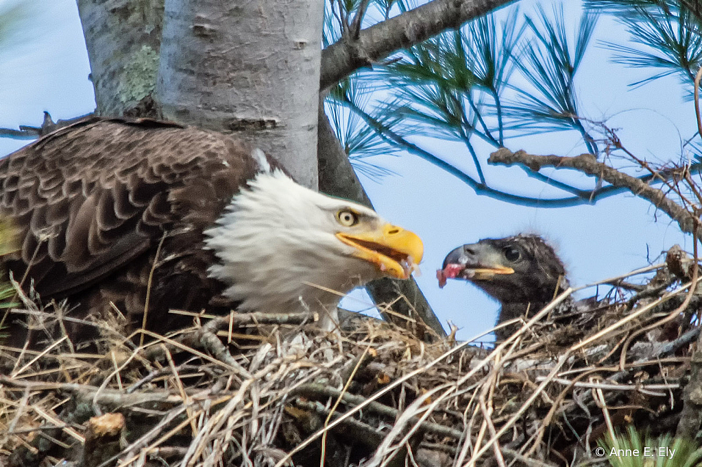 Bald eagle feeding chick - ID: 15885052 © Anne E. Ely