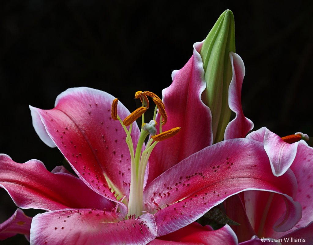 Lily with Bud