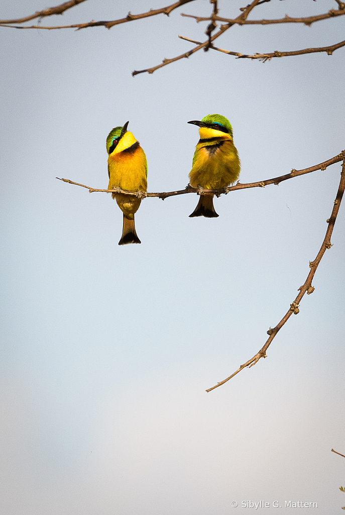 Bee-eaters - ID: 15885086 © Sibylle G. Mattern