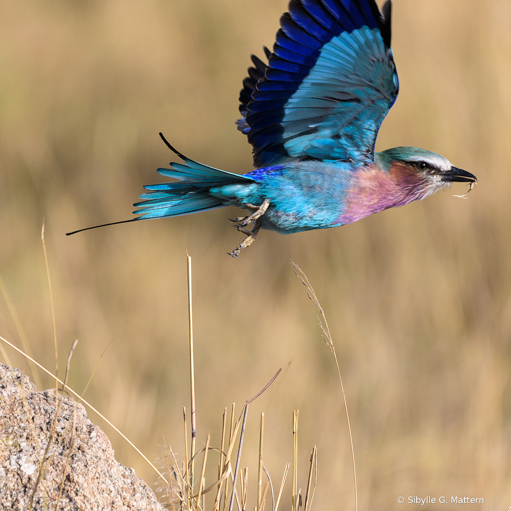 Lilac-Breasted Roller in flight, Africa, Serengeti - ID: 15885091 © Sibylle G. Mattern