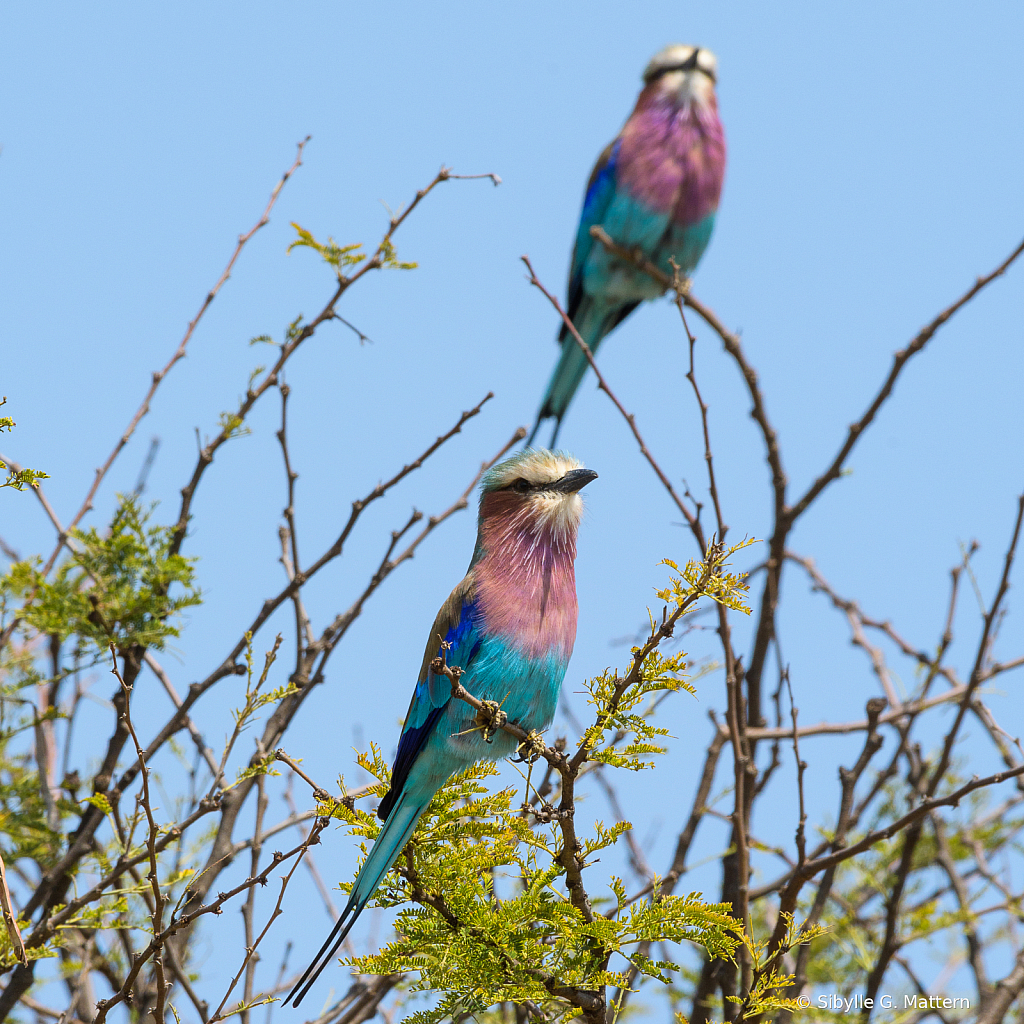 Lilac-Breasted Roller, Serengeti, Africa - ID: 15885092 © Sibylle G. Mattern