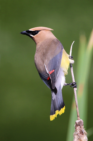 Cedar Waxwing 4