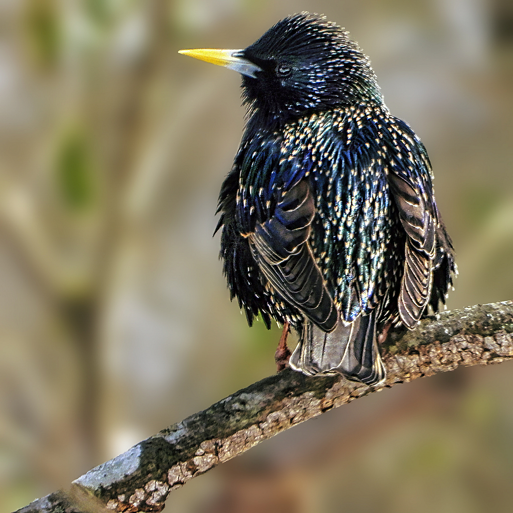 European Starling - ID: 15885198 © Janet Criswell