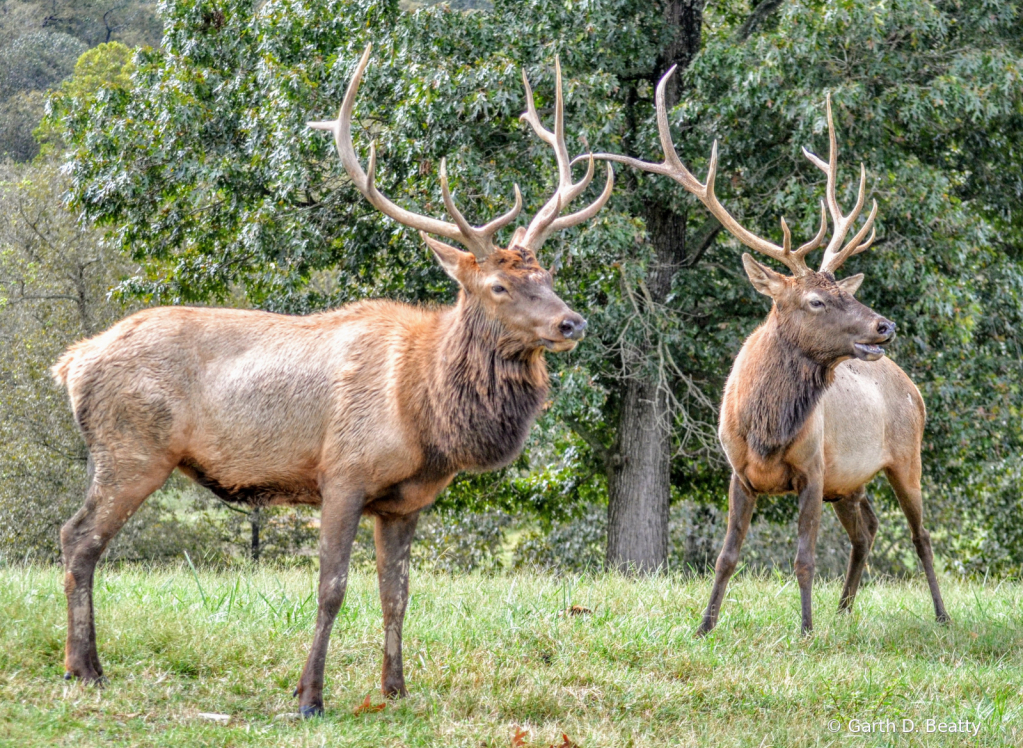 Two Male Elk Post Rut