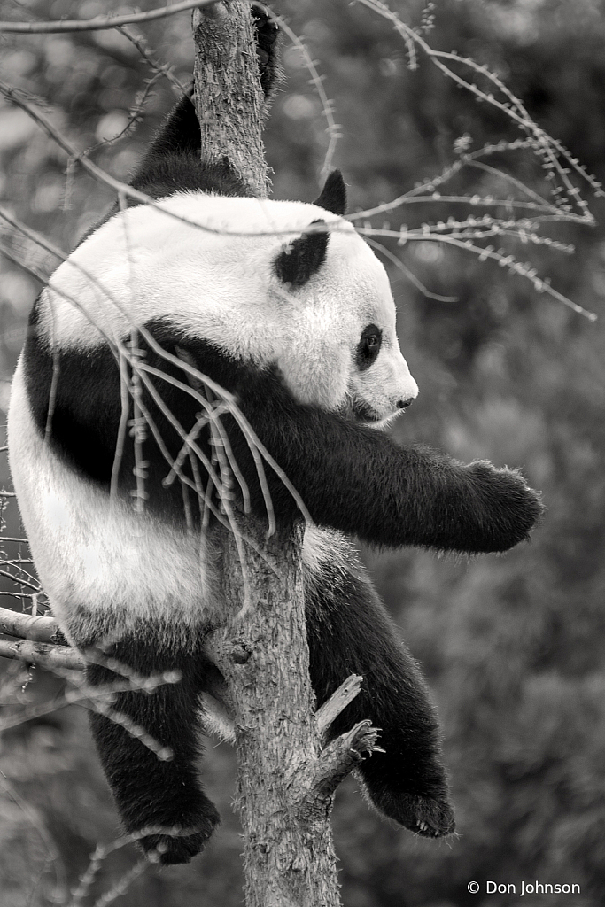 Black and White Panda Up a Tree 4-9-19 078