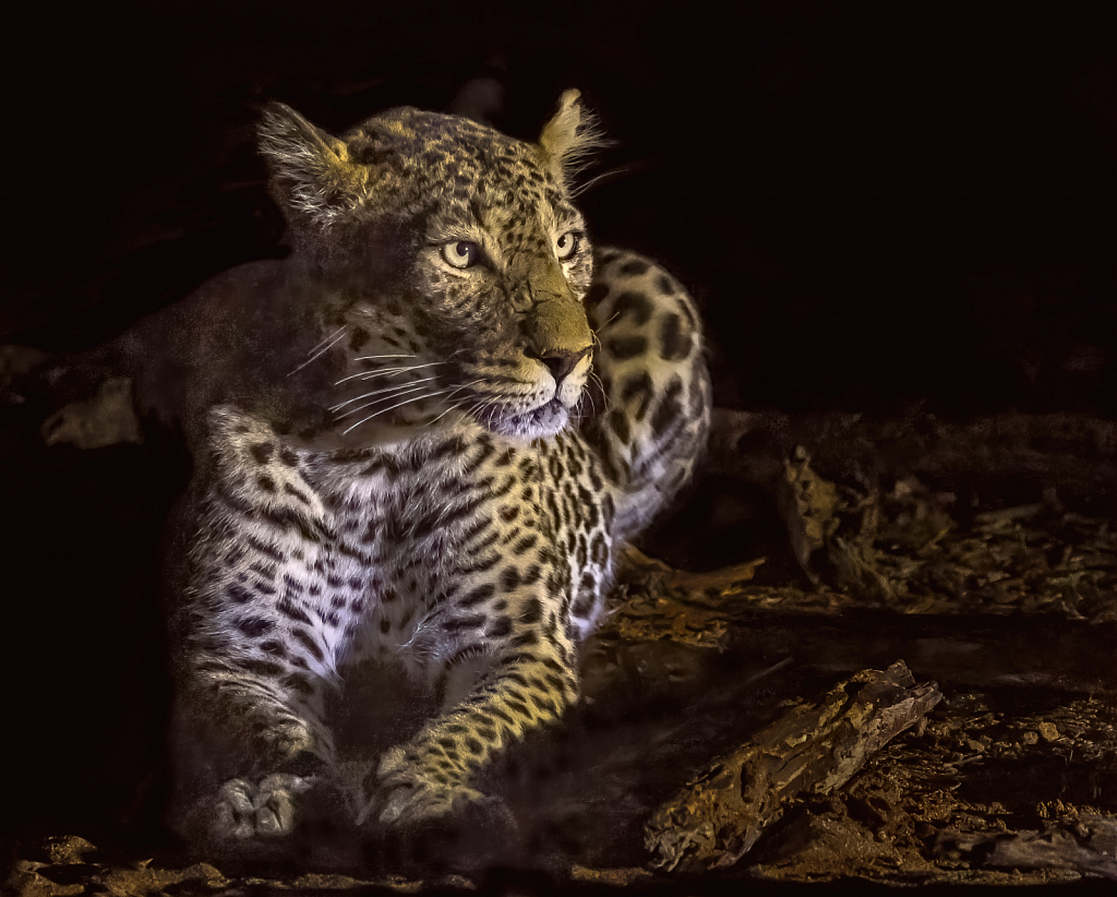 Lit Leopard  8005