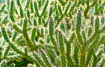 Thorny Condition