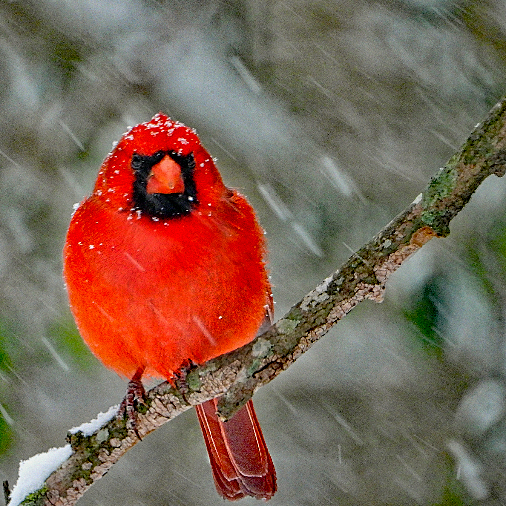 Not Amused - ID: 15885365 © Janet Criswell