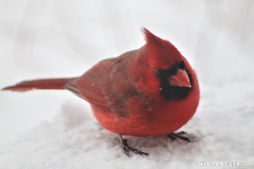 Male Cardinal in the Snow - ID: 15886384 © Theresa Marie Jones