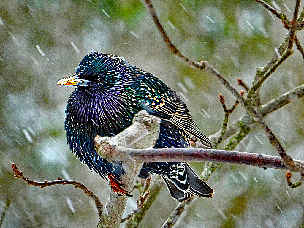 Starling in a Snowstorm - ID: 15886496 © Janet Criswell