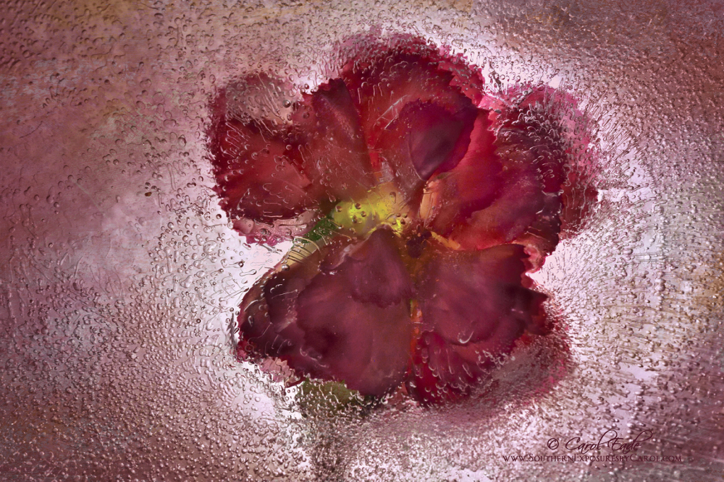Carnation Freeze - ID: 15886531 © Carol Eade