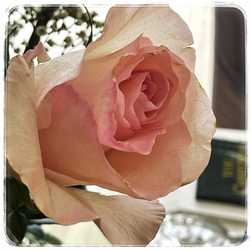 Beautifully Imperfect Rose - ID: 15886553 © Karen ODonnell