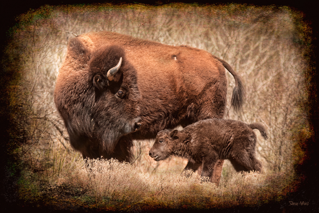 Bison and Calf - ID: 15886956 © Sherry Karr Adkins