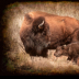 2Bison and Calf - ID: 15886956 © Sherry Karr Adkins