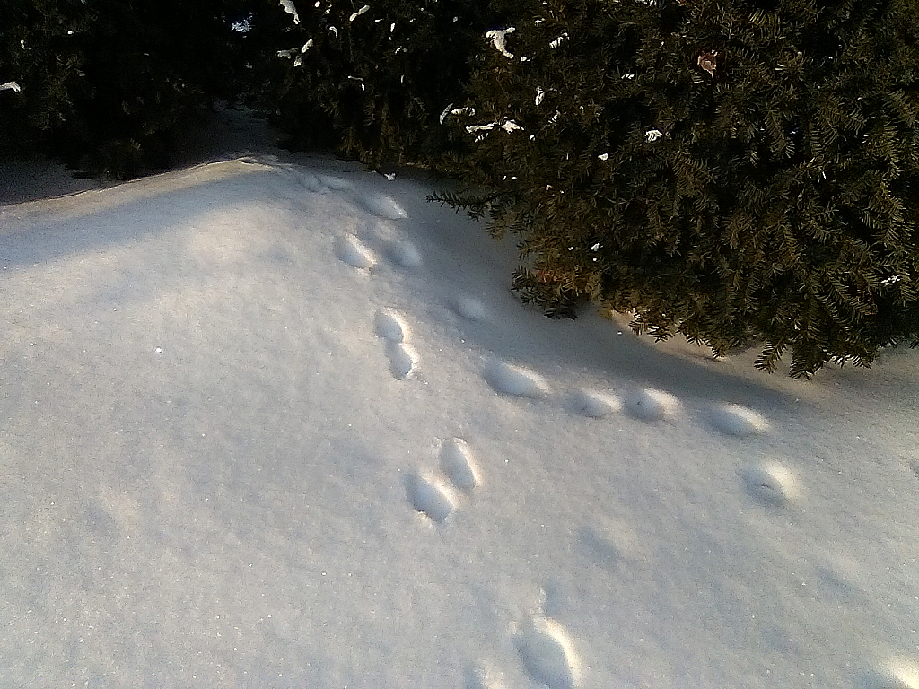 Rabbit prints ?