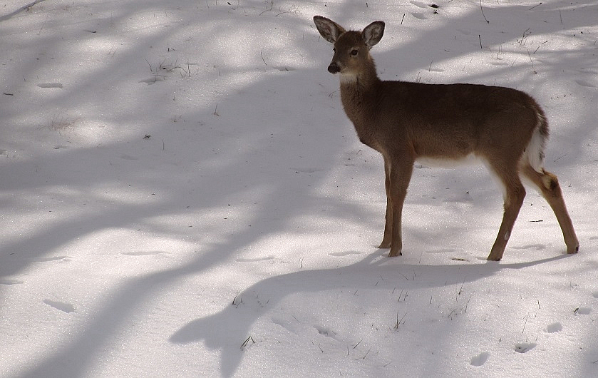 Winter's Shadows 