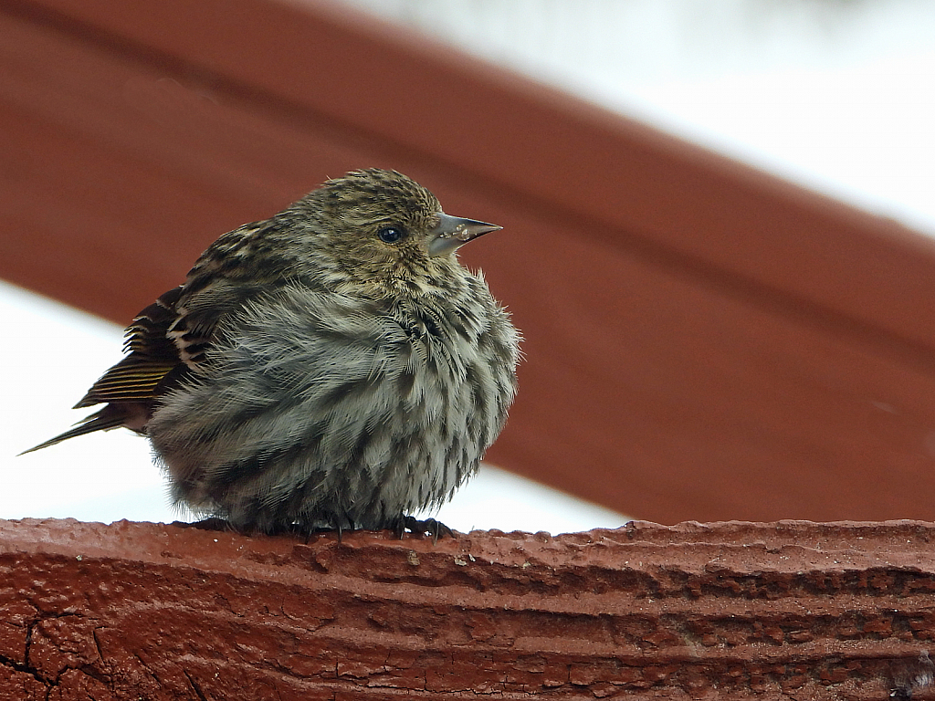 Little Pine Siskin - ID: 15886895 © Janet Criswell