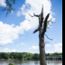 © Karen ODonnell PhotoID# 15886940: Standing Tall!