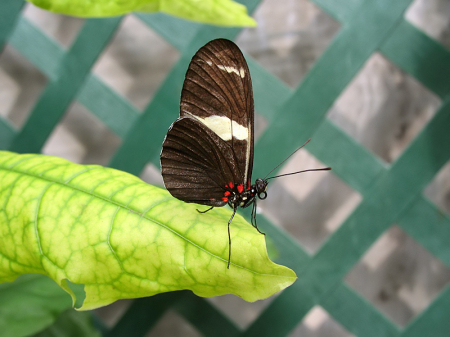 Butterfly House Visit