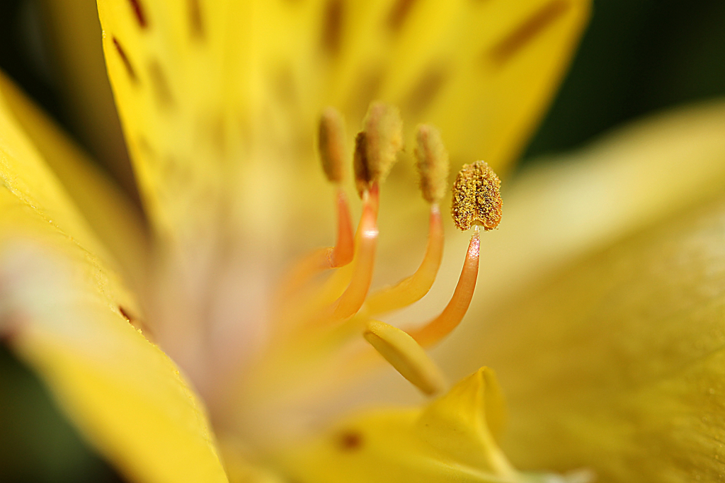 Peruvian Lily 3