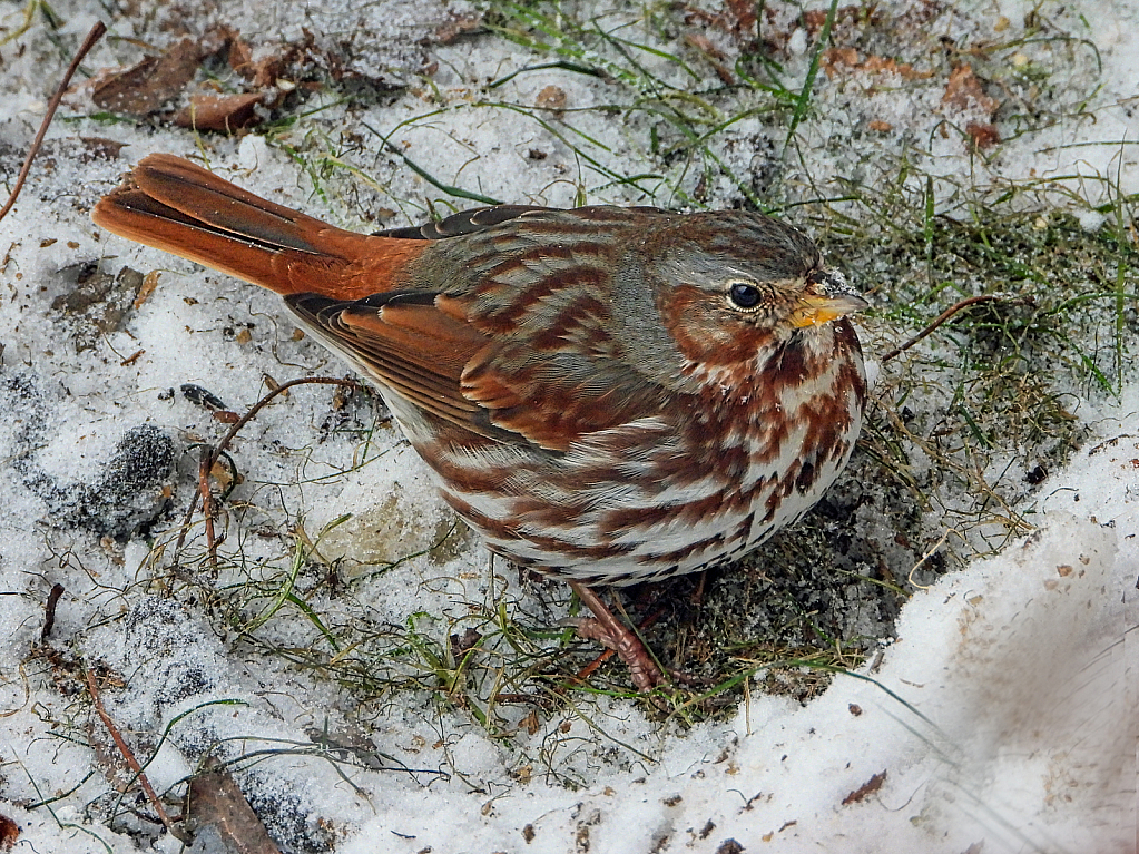 Fox Sparrow in the snow