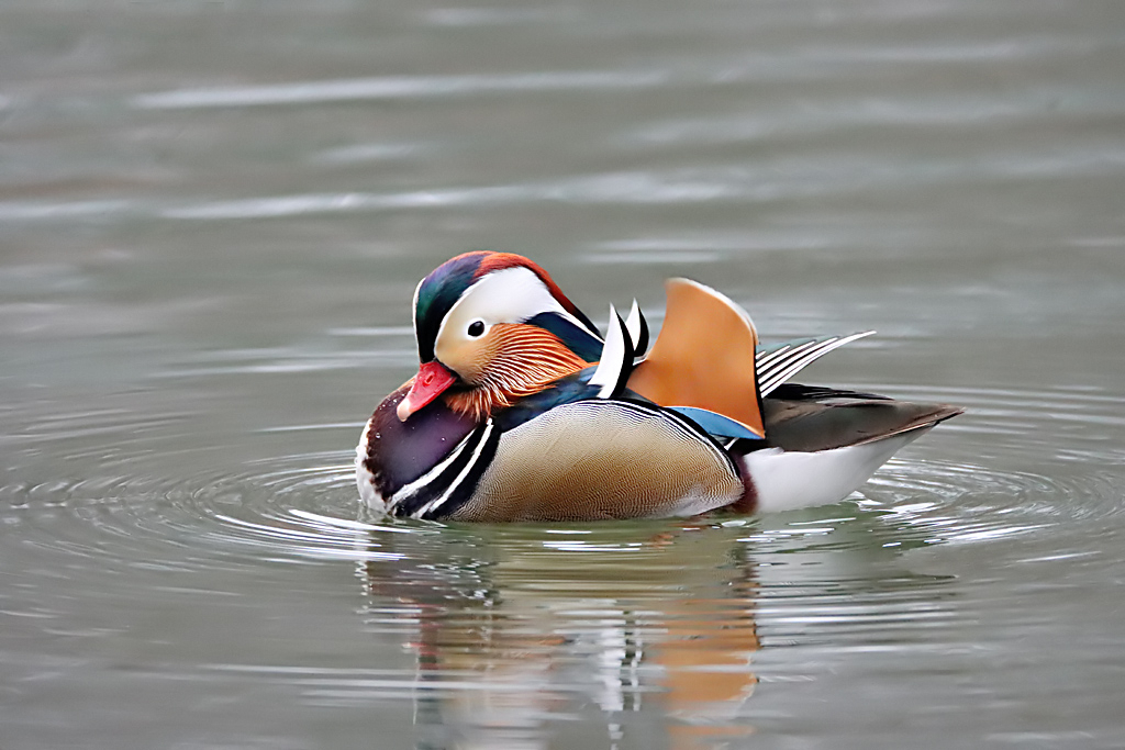 Mandarin Duck