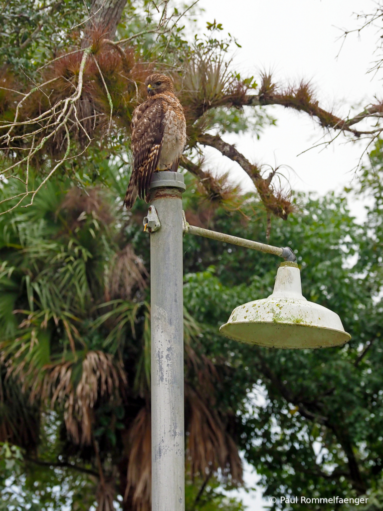 Camoflauge on a Light Pole