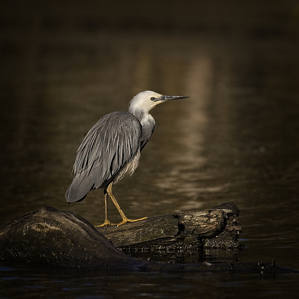 White faced heron