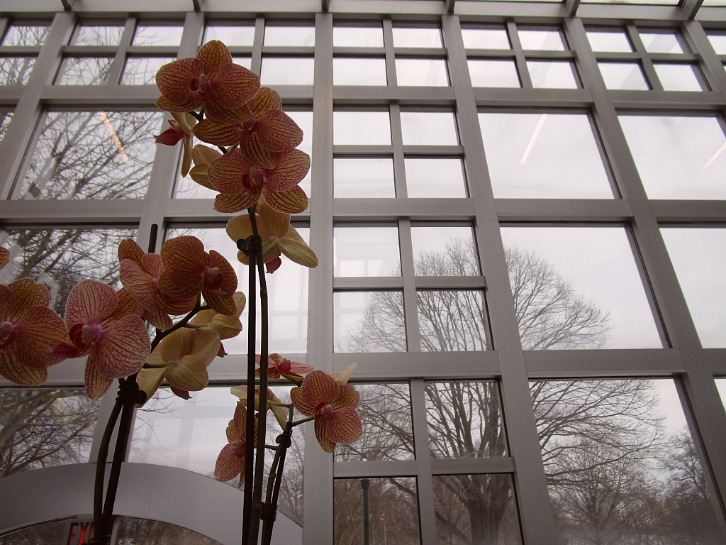 Contemporary - orchid scene