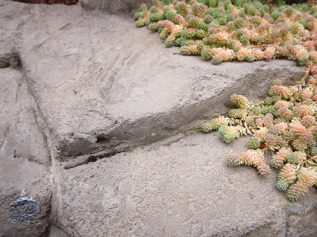 Rock with small flowers
