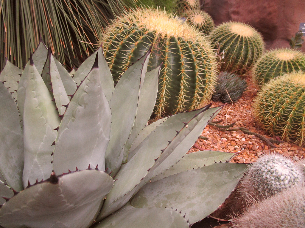 Cacti