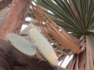 Cacti scene