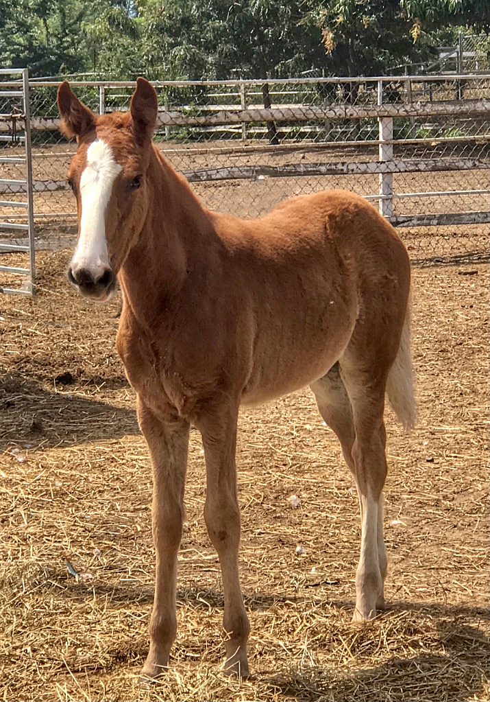 The Golden Filly