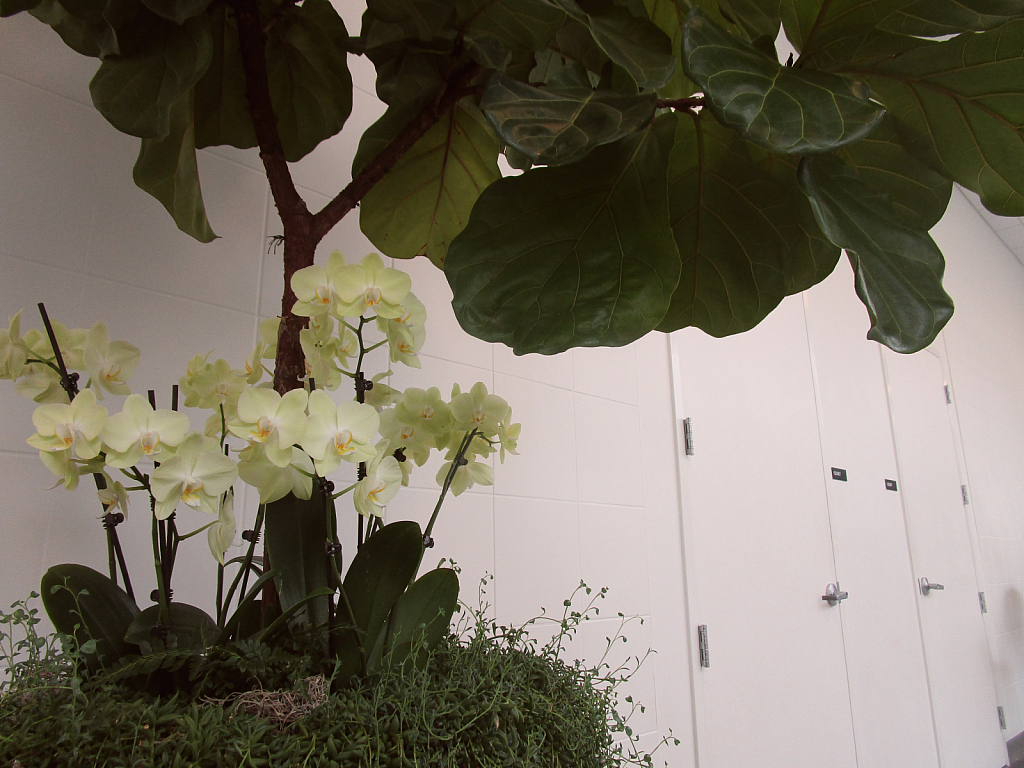Orchids and architecture