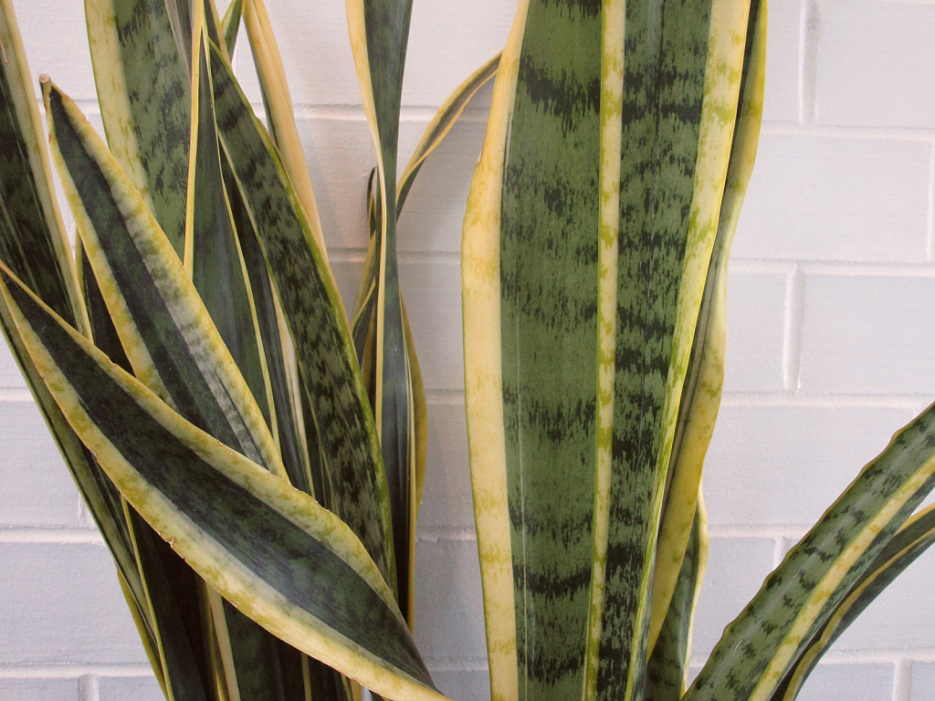 Snake plant and wall