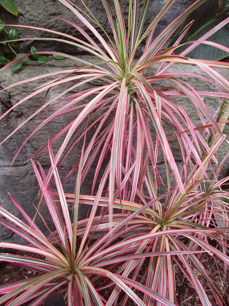 Colors - pretty plant