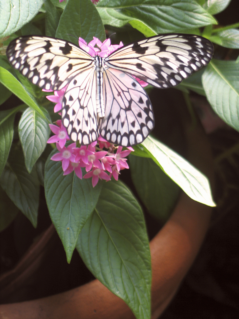 Butterfly with potted flower