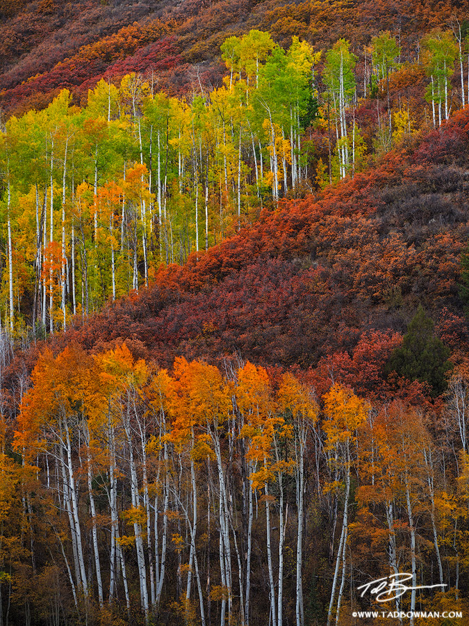 Colorful Hillside