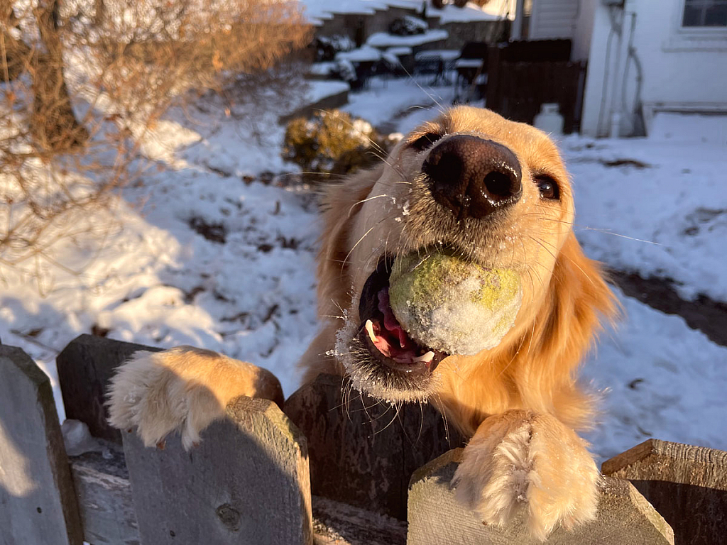 Ellie with Ball