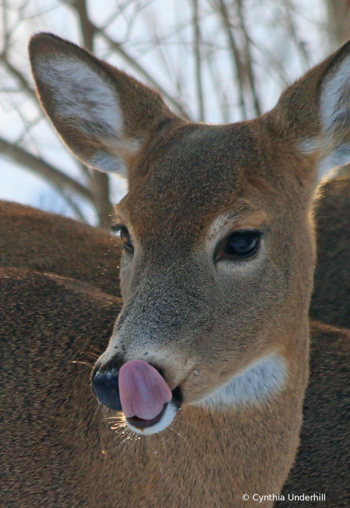 DeerLickIMG_4483a - ID: 15888469 © Cynthia Underhill