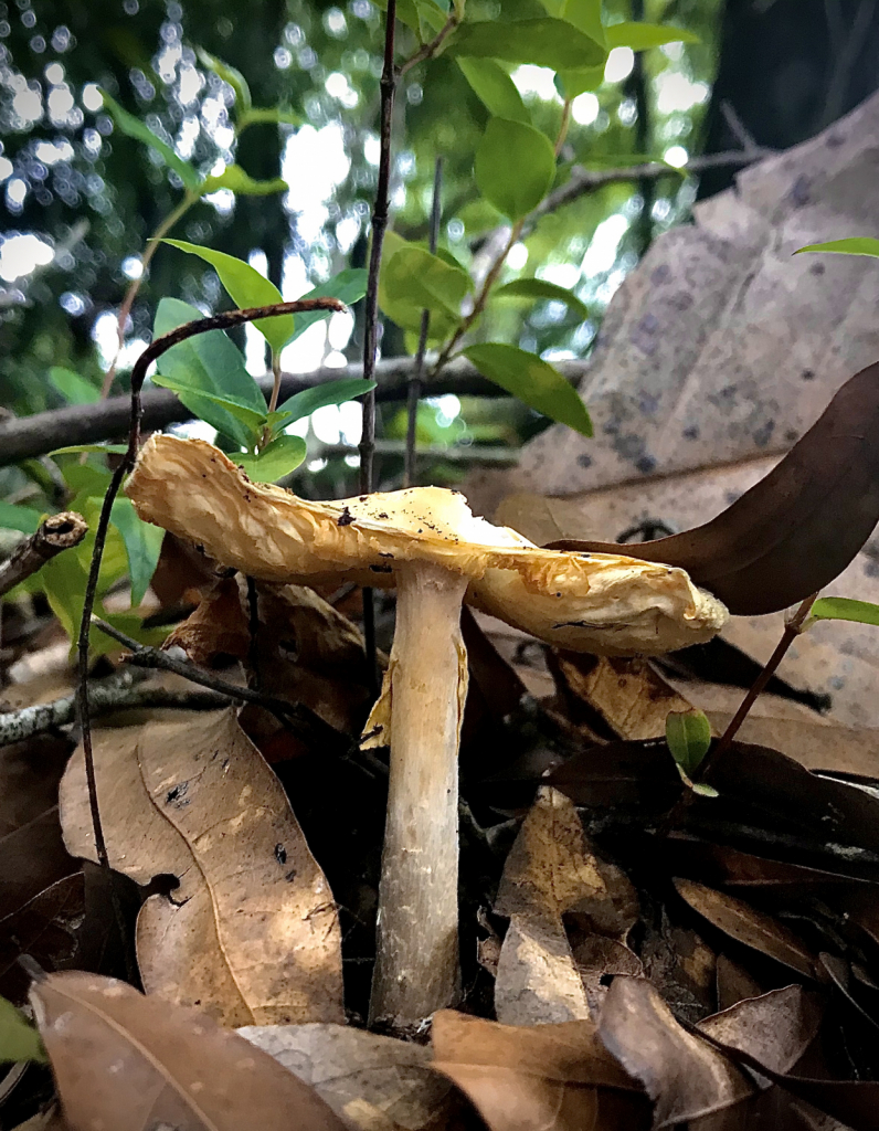 From under the leaves