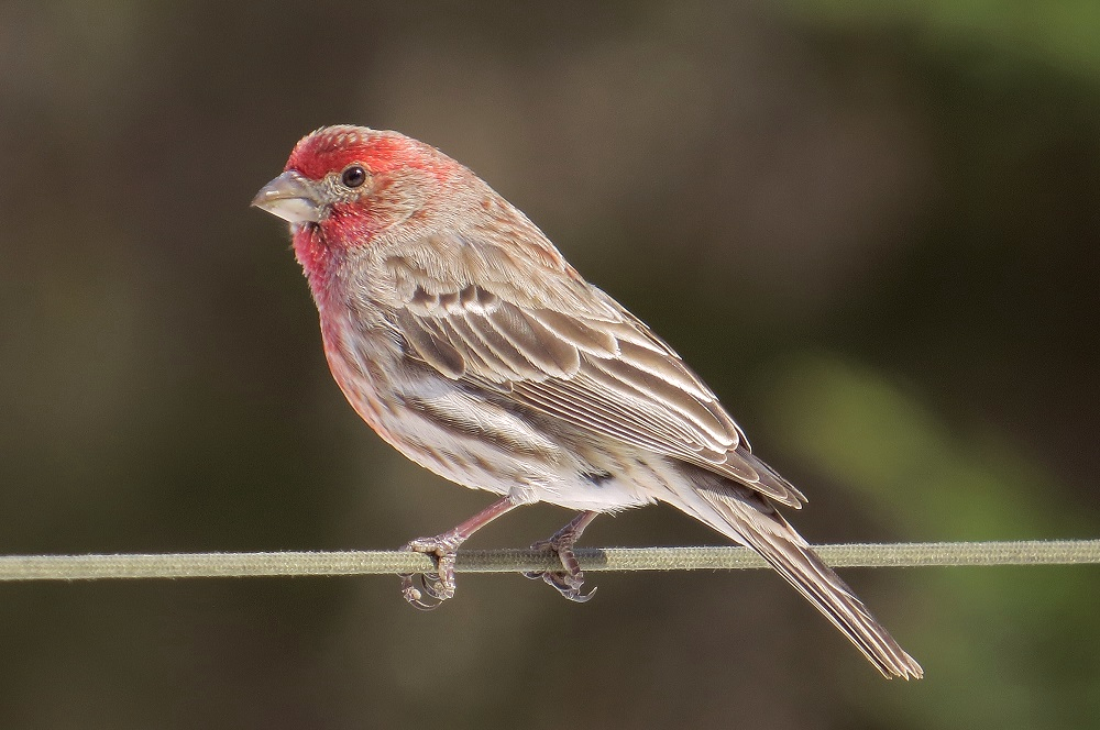 Male Red Finch 