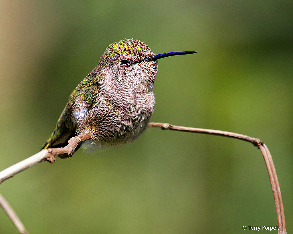 Anna's Hummingbird - ID: 15888491 © Terry Korpela