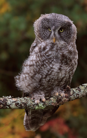 Baby Great Gray Owl