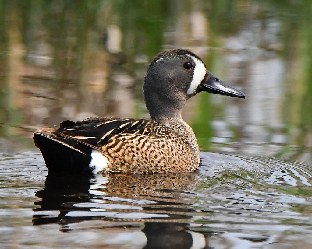 Blue Winged Teal - ID: 15888917 © Doug Newman